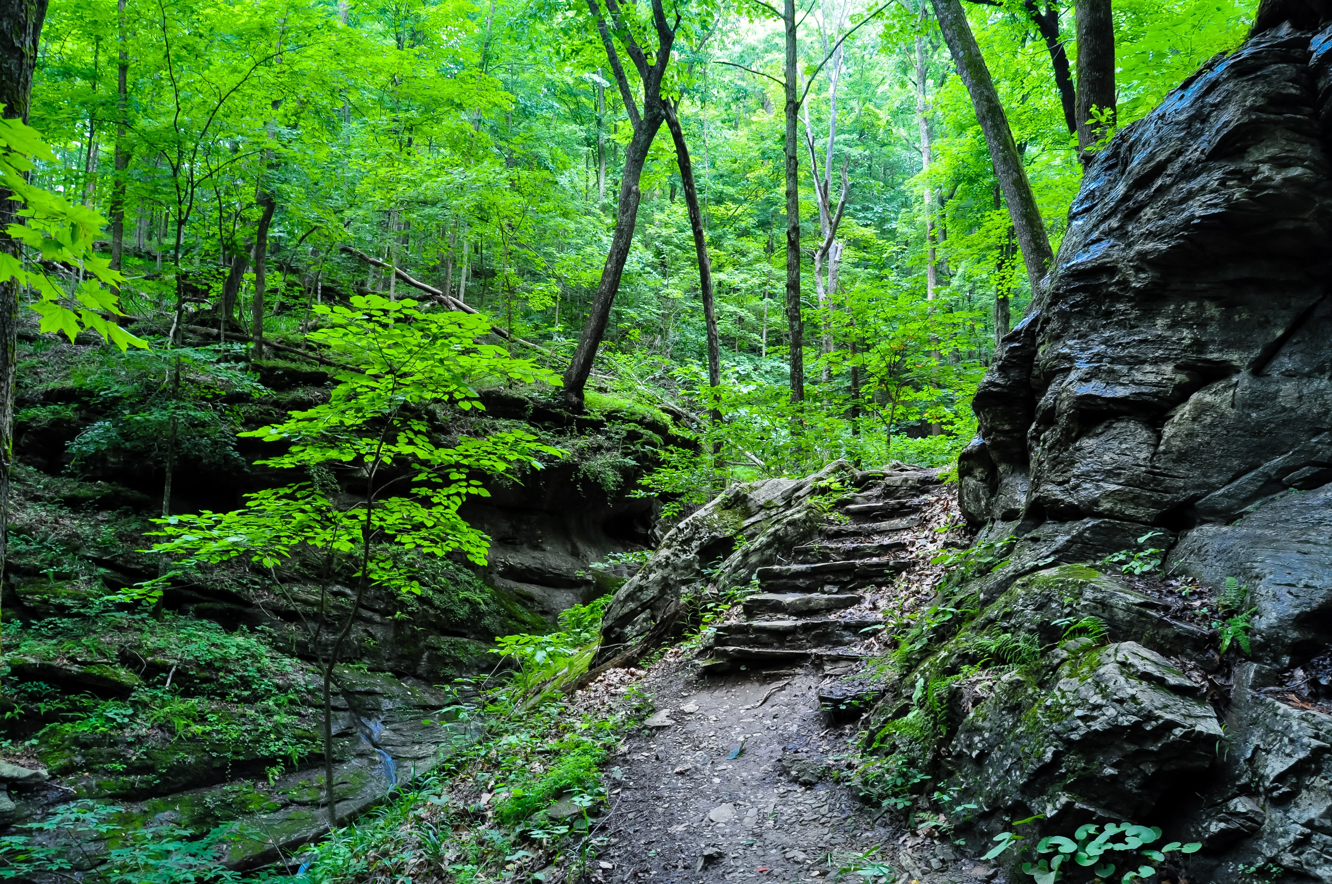 Path in the woods