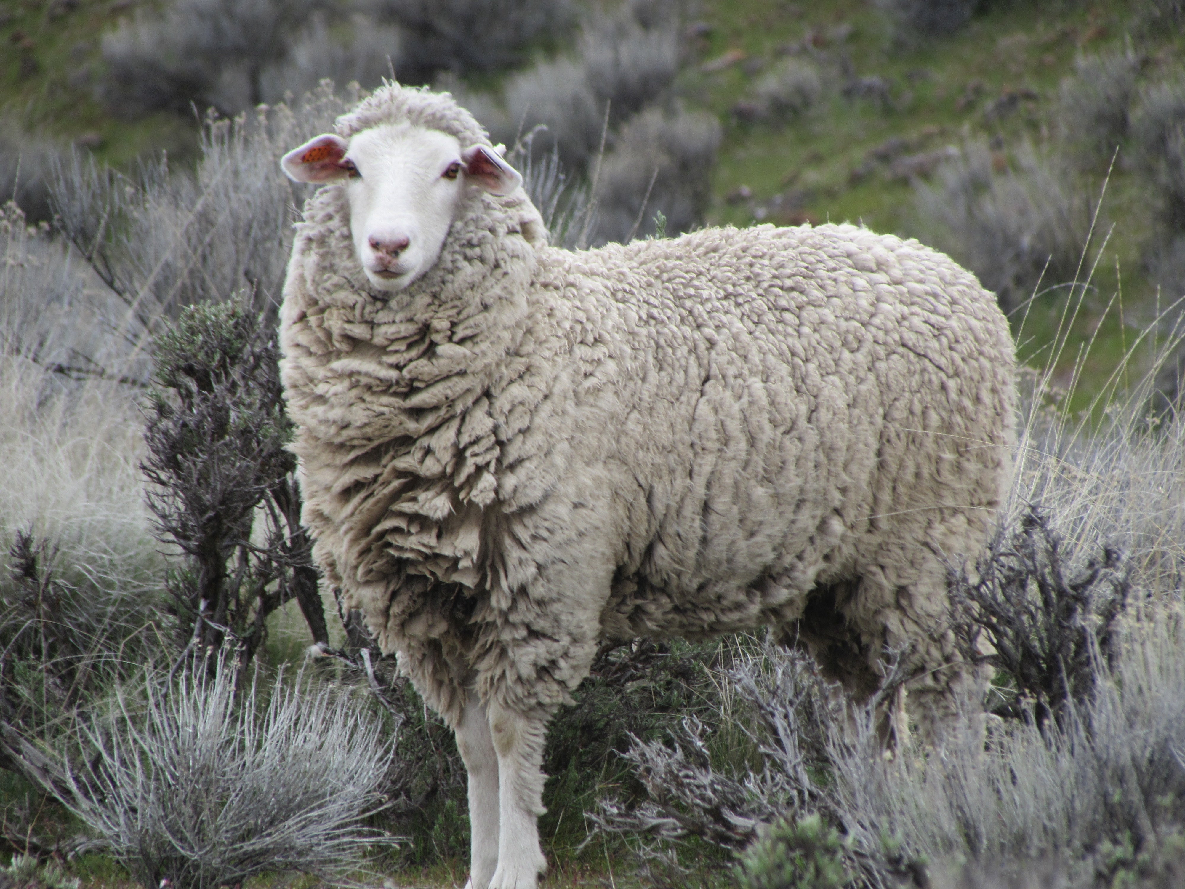 What in the Wool?  Nativa-Regen and RWS Certification